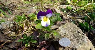 Attēlu rezultāti vaicājumam “Viola tricolor leaf”