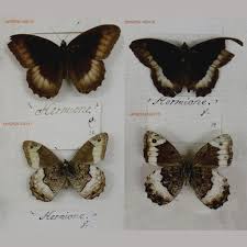 Attēlu rezultāti vaicājumam “Hipparchia alcyone underside”