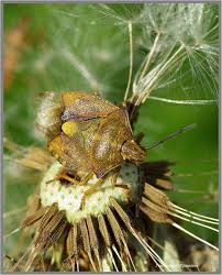 Attēlu rezultāti vaicājumam “Carpocoris sp.”