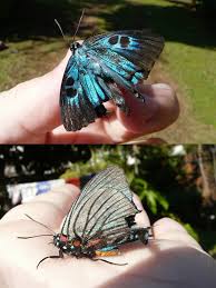 Attēlu rezultāti vaicājumam “Theclinae”