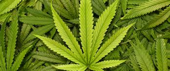 Attēlu rezultāti vaicājumam “Cannabis sativa leaf”