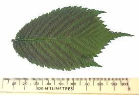 Attēlu rezultāti vaicājumam “Ulmus glabra leaf”