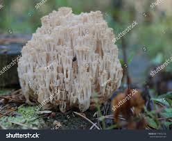 Attēlu rezultāti vaicājumam “Clavicorona pyxidata”