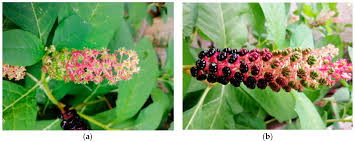 Attēlu rezultāti vaicājumam “Phytolacca acinosa flower”