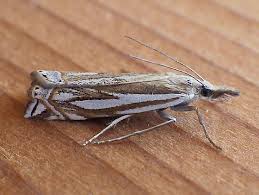 Attēlu rezultāti vaicājumam “Crambus”