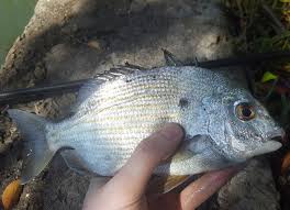 Image result for Archosargus rhomboidalis