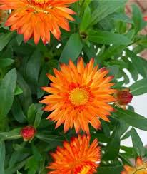 Image result for Helichrysum bracteatum