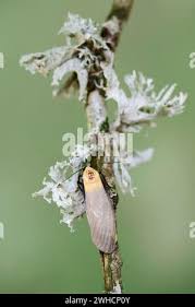 Attēlu rezultāti vaicājumam “Lithosia quadra male”