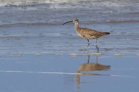 Attēlu rezultāti vaicājumam “Numenius phaeopus adult”