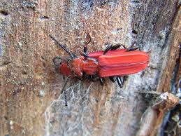 Attēlu rezultāti vaicājumam “Cucujus cinnaberinus”