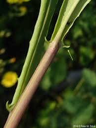 Attēlu rezultāti vaicājumam “Crepis tectorum flower”