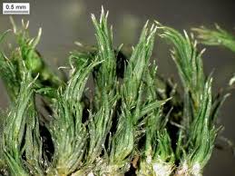 Attēlu rezultāti vaicājumam “Schistidium apocarpum”