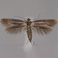 Attēlu rezultāti vaicājumam “Scythrididae”