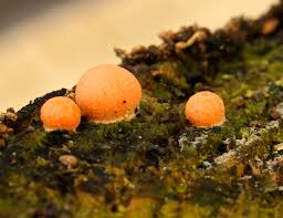 Attēlu rezultāti vaicājumam “Lycogala leopardinum young”