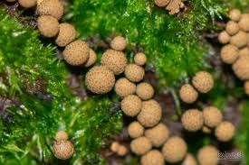 Attēlu rezultāti vaicājumam “Cribraria splendens macro”