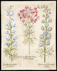 Attēlu rezultāti vaicājumam “Consolida regalis”