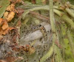 Attēlu rezultāti vaicājumam “Yponomeuta malinellus / cagnagella larva”