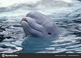 Image result for Delphinapterus leucas