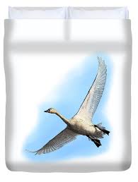 Attēlu rezultāti vaicājumam “Cygnus columbianus”