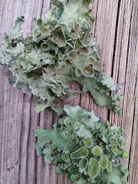 Attēlu rezultāti vaicājumam “Hypogymnia physodes”