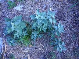 Attēlu rezultāti vaicājumam “Chenopodium rubrum leaf”