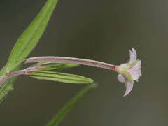 Attēlu rezultāti vaicājumam “Epilobium palustre”