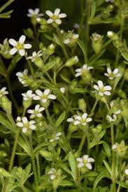 Attēlu rezultāti vaicājumam “Saxifraga tridactylites flower”