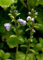 Attēlu rezultāti vaicājumam “Veronica serpyllifolia leaf”