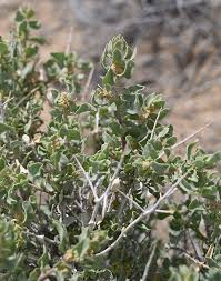 Attēlu rezultāti vaicājumam “Atriplex calotheca”