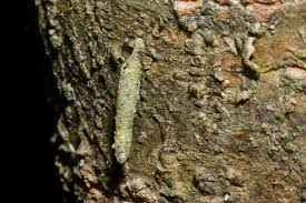 Attēlu rezultāti vaicājumam “Taleporia tubulosa”