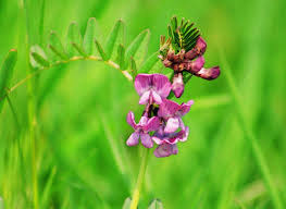 Attēlu rezultāti vaicājumam “Vicia sepium”