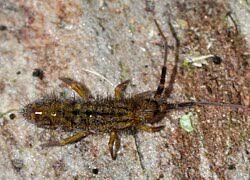 Attēlu rezultāti vaicājumam “Orchesella sp.”