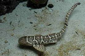 Image result for Stegostoma tigrinum