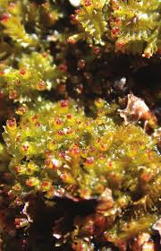 Attēlu rezultāti vaicājumam “Barbilophozia lycopodioides”