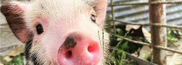 Bildresultat för pigs