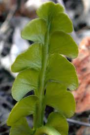 Attēlu rezultāti vaicājumam “Botrychium lunaria”