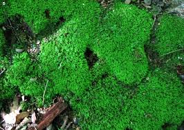 Attēlu rezultāti vaicājumam “Anomodon attenuatus”