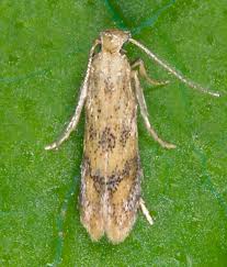 Attēlu rezultāti vaicājumam “Tischeriidae”