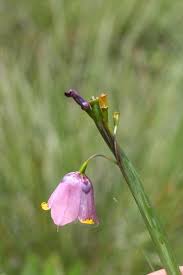 Attēlu rezultāti vaicājumam “Meleagris”