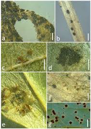 Attēlu rezultāti vaicājumam “Puccinia agrostidis”