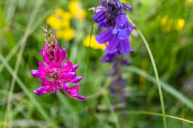 Attēlu rezultāti vaicājumam “Onobrychis arenaria leaf”