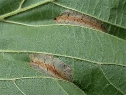 Attēlu rezultāti vaicājumam “Phyllonorycter nicellii”