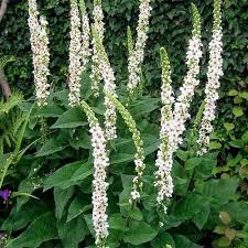 Image result for Verbascum nigrum