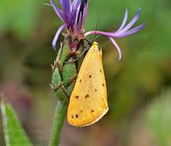 Attēlu rezultāti vaicājumam “Setina irrorella”