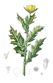 Attēlu rezultāti vaicājumam “Papaver argemone leaf”