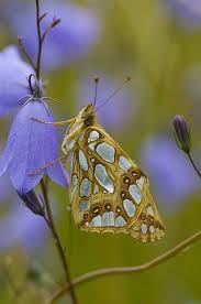Attēlu rezultāti vaicājumam “Issoria lathonia”
