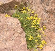 Image result for Calceolaria integrifolia