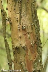 Attēlu rezultāti vaicājumam “Salix triandra fruit”