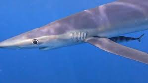 Image result for East Cheshire Sub-Aqua Club