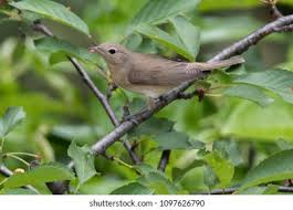 Attēlu rezultāti vaicājumam “Sylvia borin”